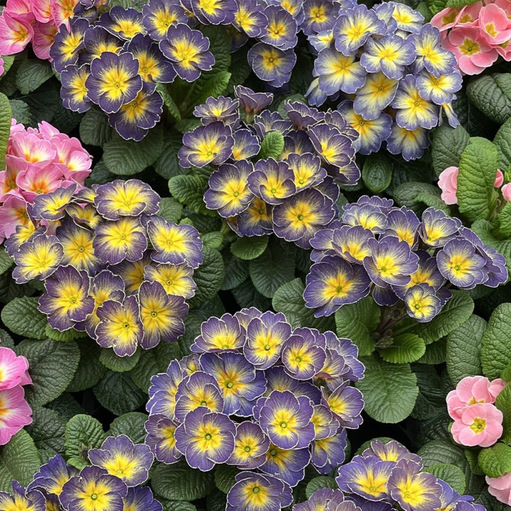 Primula acaulis Fireflies