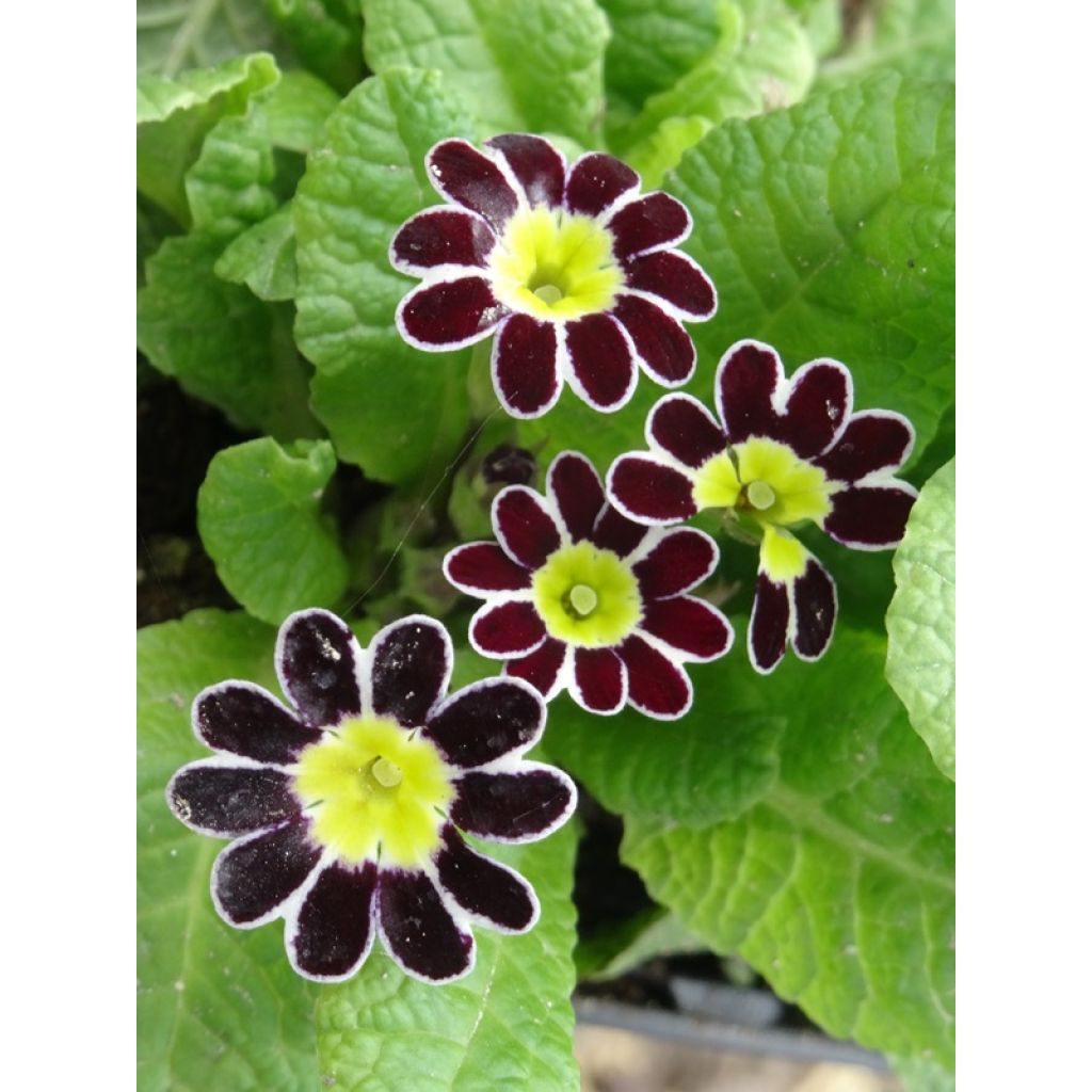 Primula eliator Victoriana Silver Lace Black - Primula maggiore