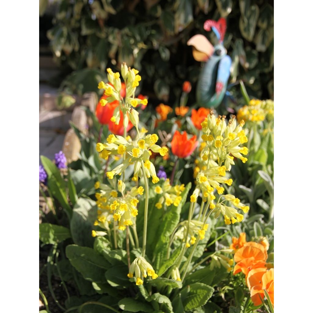 Primula veris - Primula odorosa