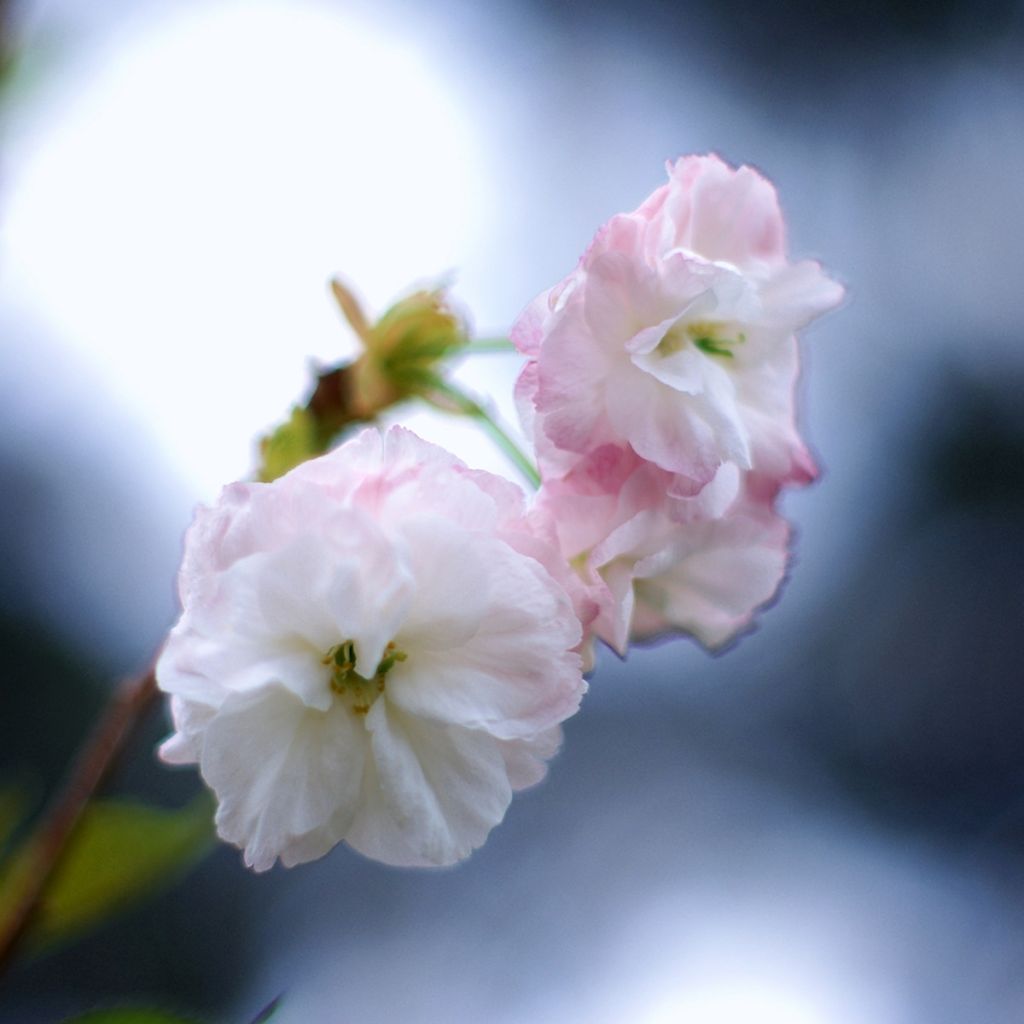 Prunus serrulata Shirofugen - Ciliegio da fiore