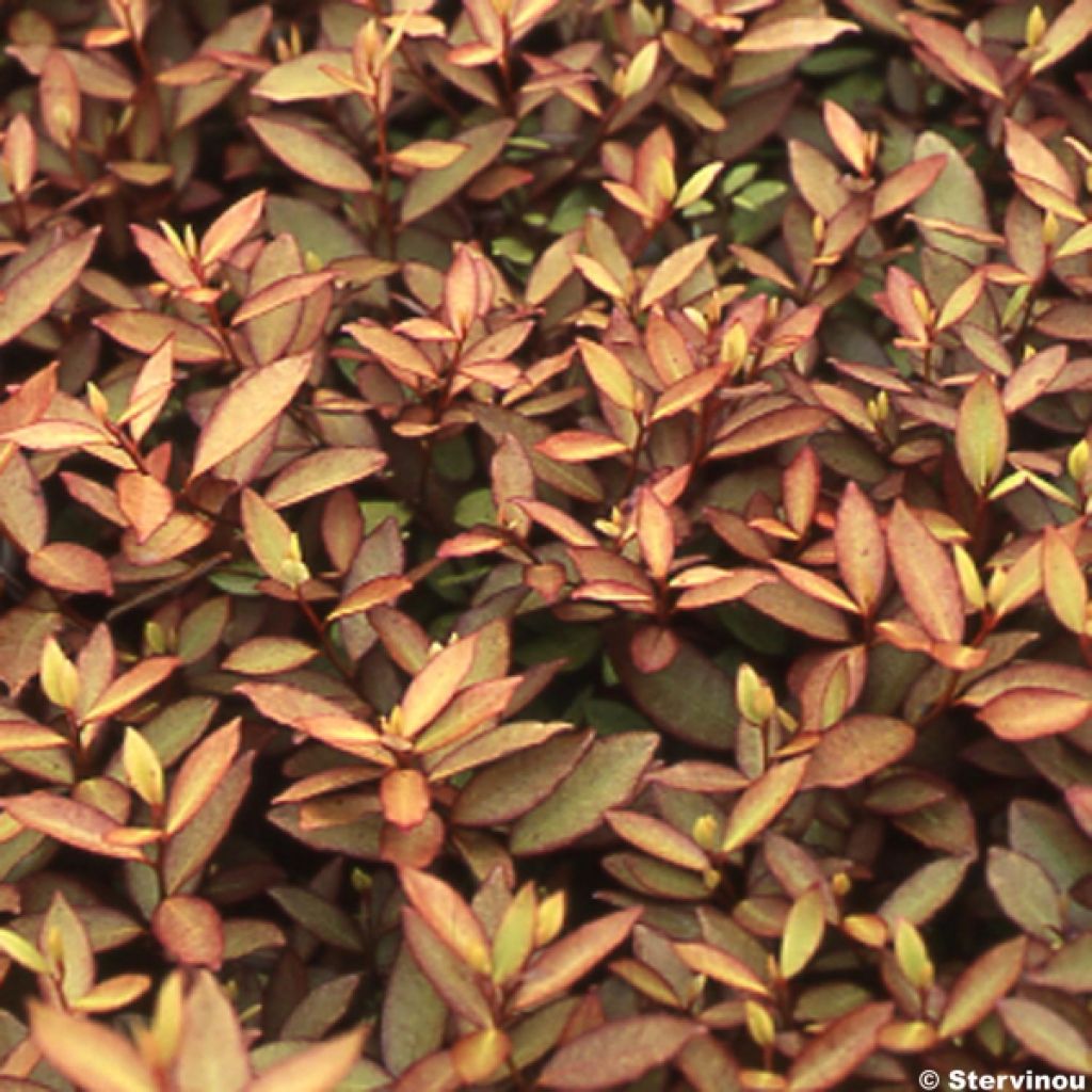 Pseudowintera colorata - Drimys colorata