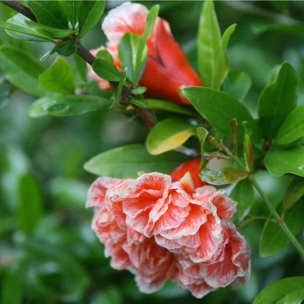 Punica granatum California Sunset - Melograno