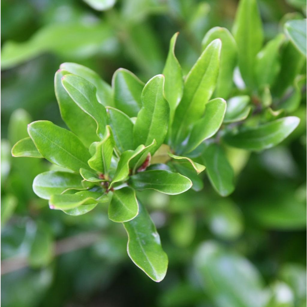 Punica granatum California Sunset - Melograno