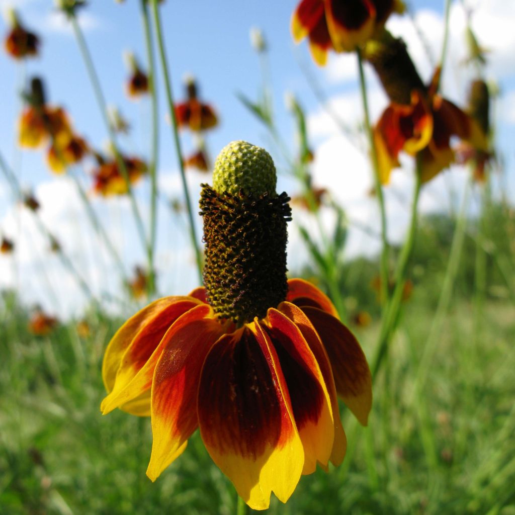 Ratibida columnifera Pulcherrima - Cappello messicano