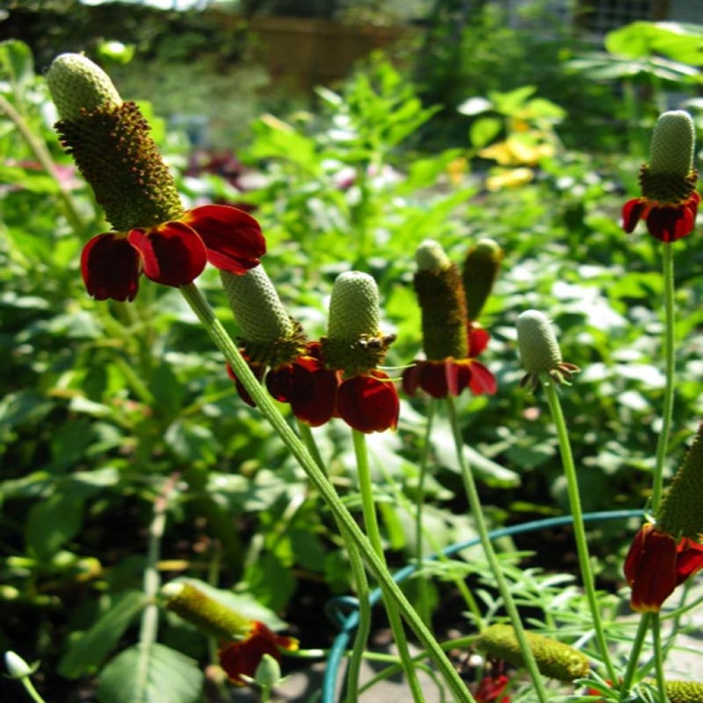 Ratibida columnifera Red Midget - Cappello messicano