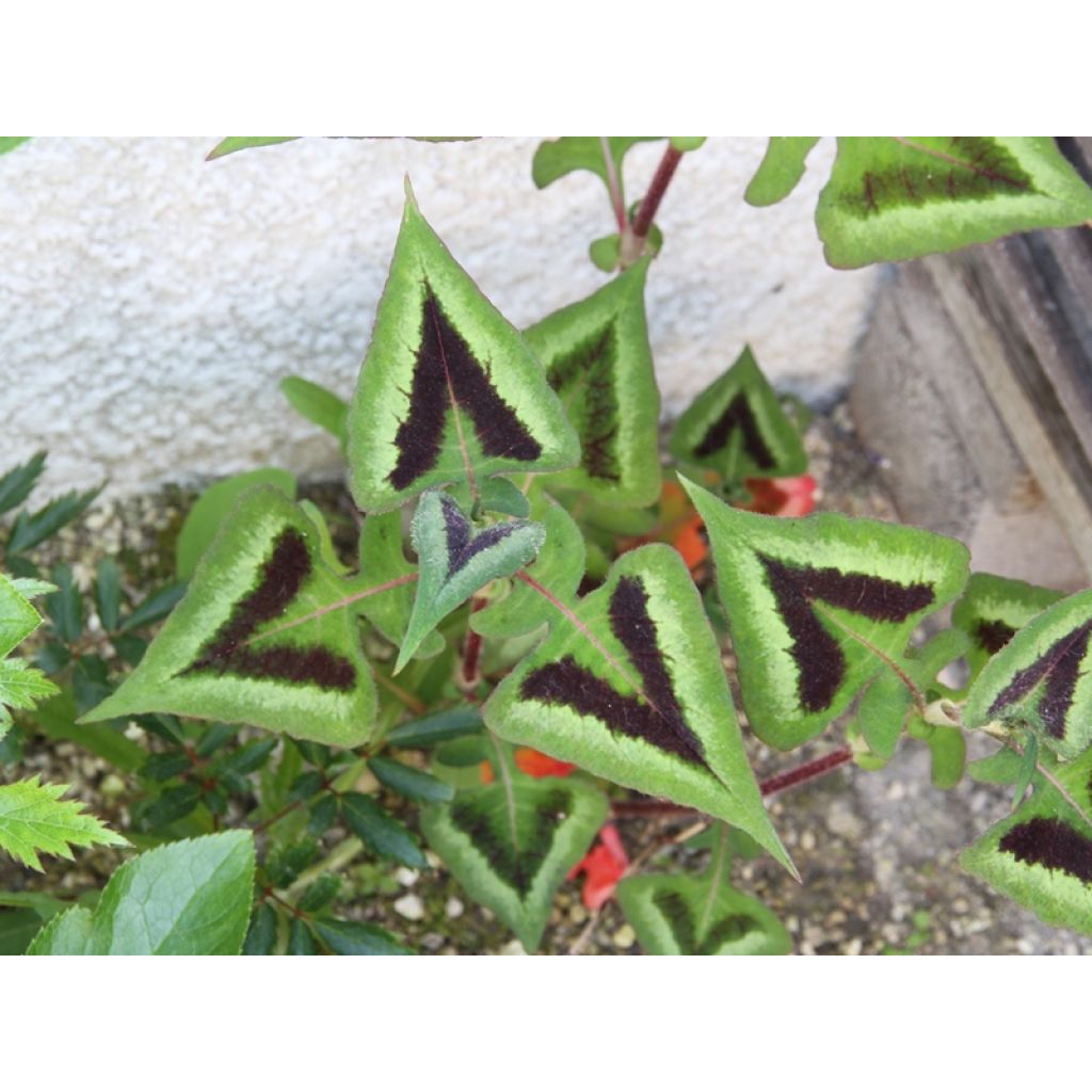 Persicaria runcinata Purple Fantasy