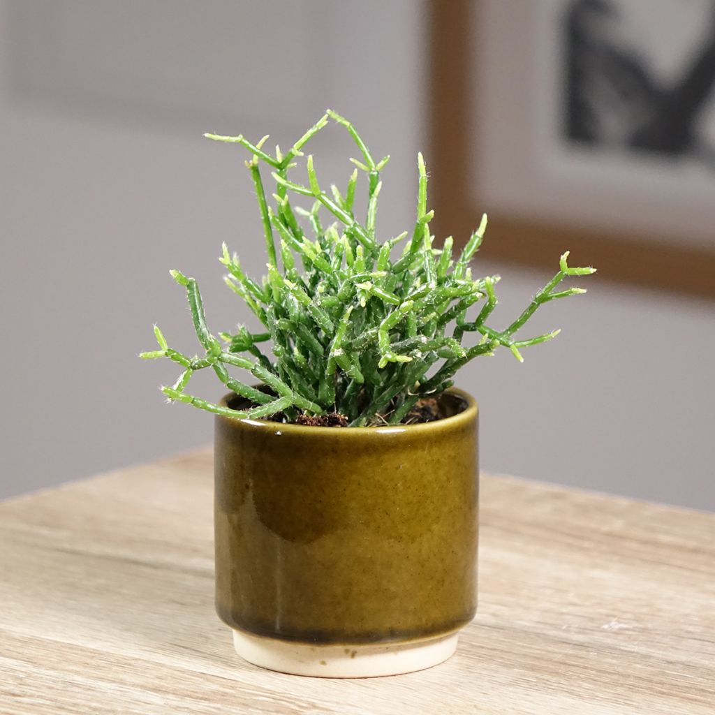 Rhipsalis cereuscula - Cactus