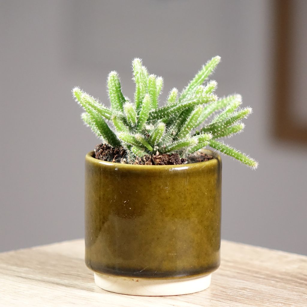 Rhipsalis baccifera subsp. horrida
