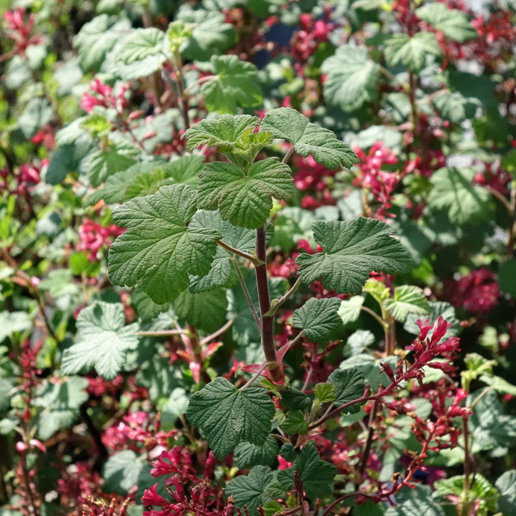 Ribes sanguigno Johannie PinkPomp