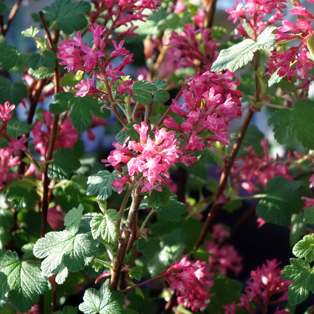 Ribes sanguigno Johannie PinkPomp