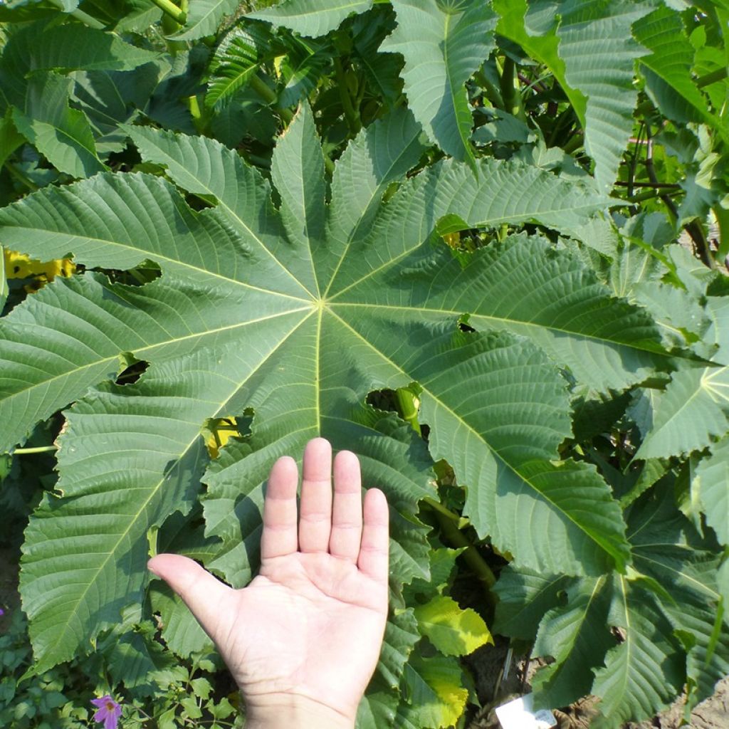 Ricino - Ricinus communis (semi)