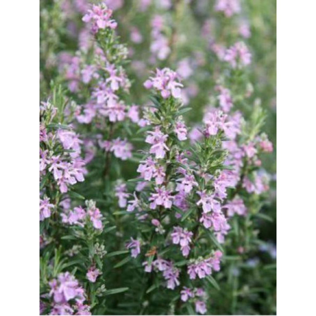 Rosmarinus officinalis Majorca Pink - Rosmarino