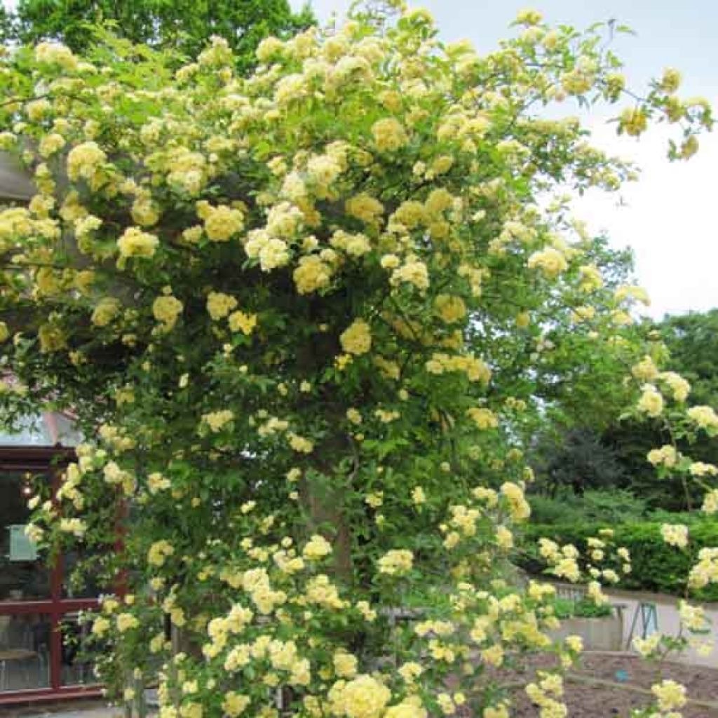 Rosa banksiae Lutea - Rosa di Lady Banks