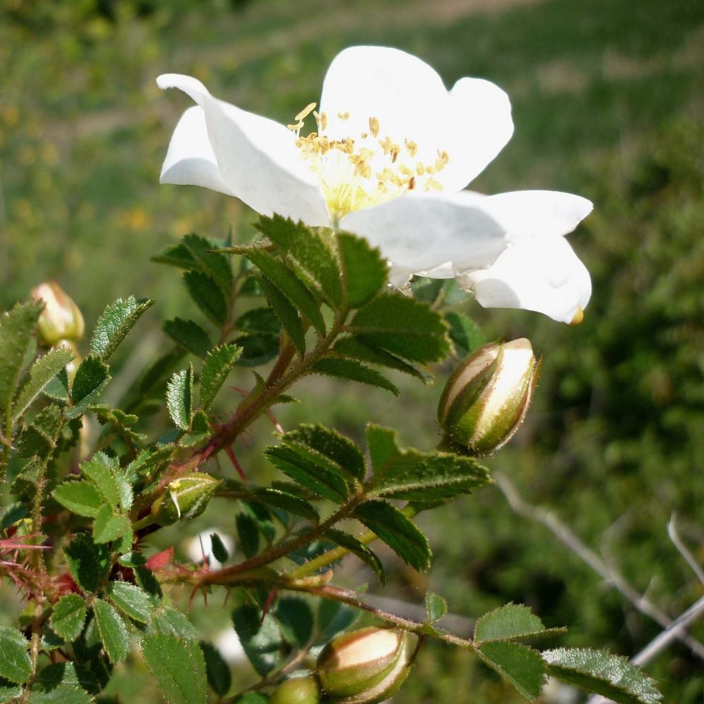 Rosa pimpinellifolia - Rosa botanico