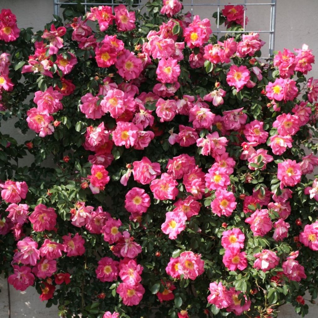 Rosa rampicante Climbing Max Bajazzo