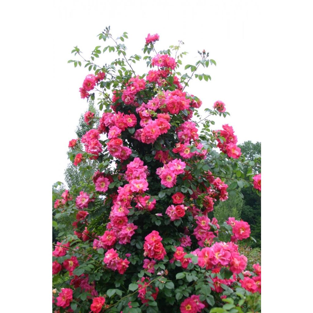 Rosa rampicante Climbing Max Bajazzo