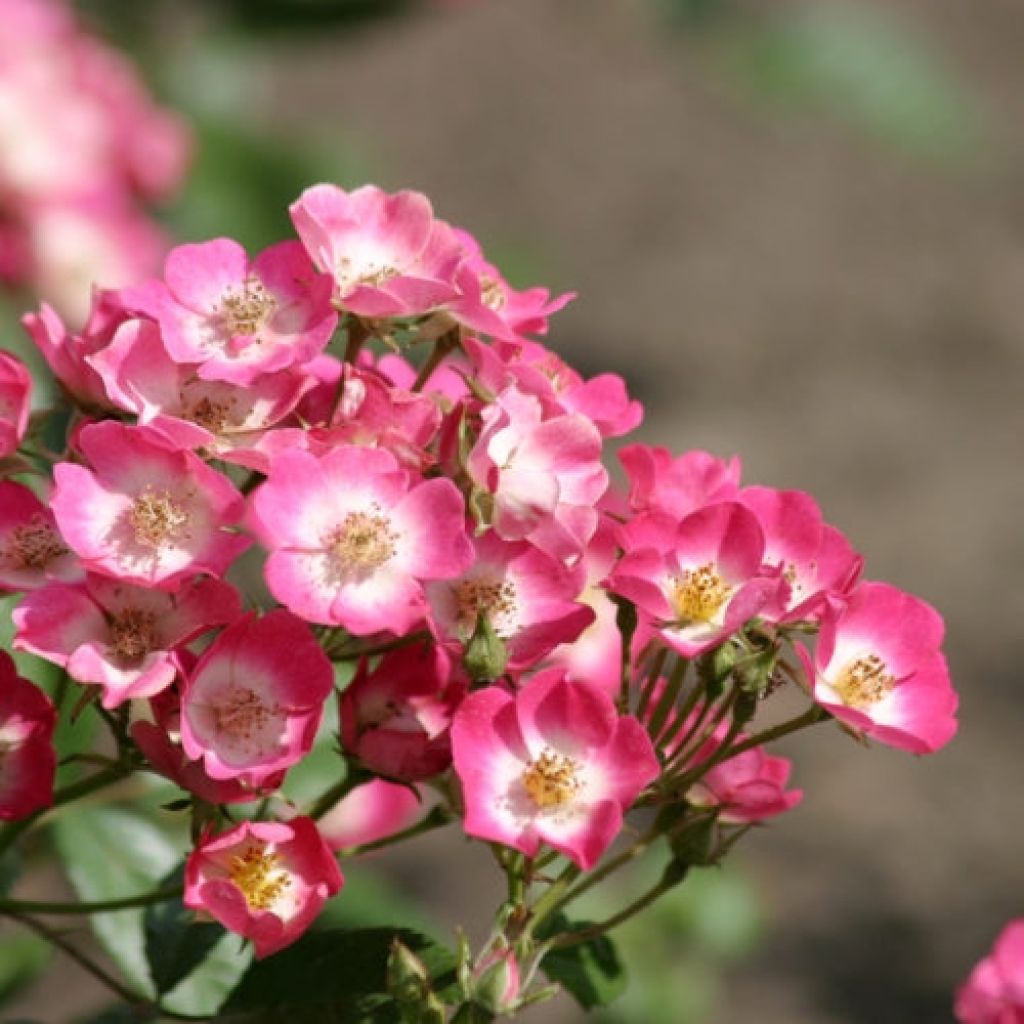 Rosa Rosanatura Bicolore - Rosa paesaggisticha