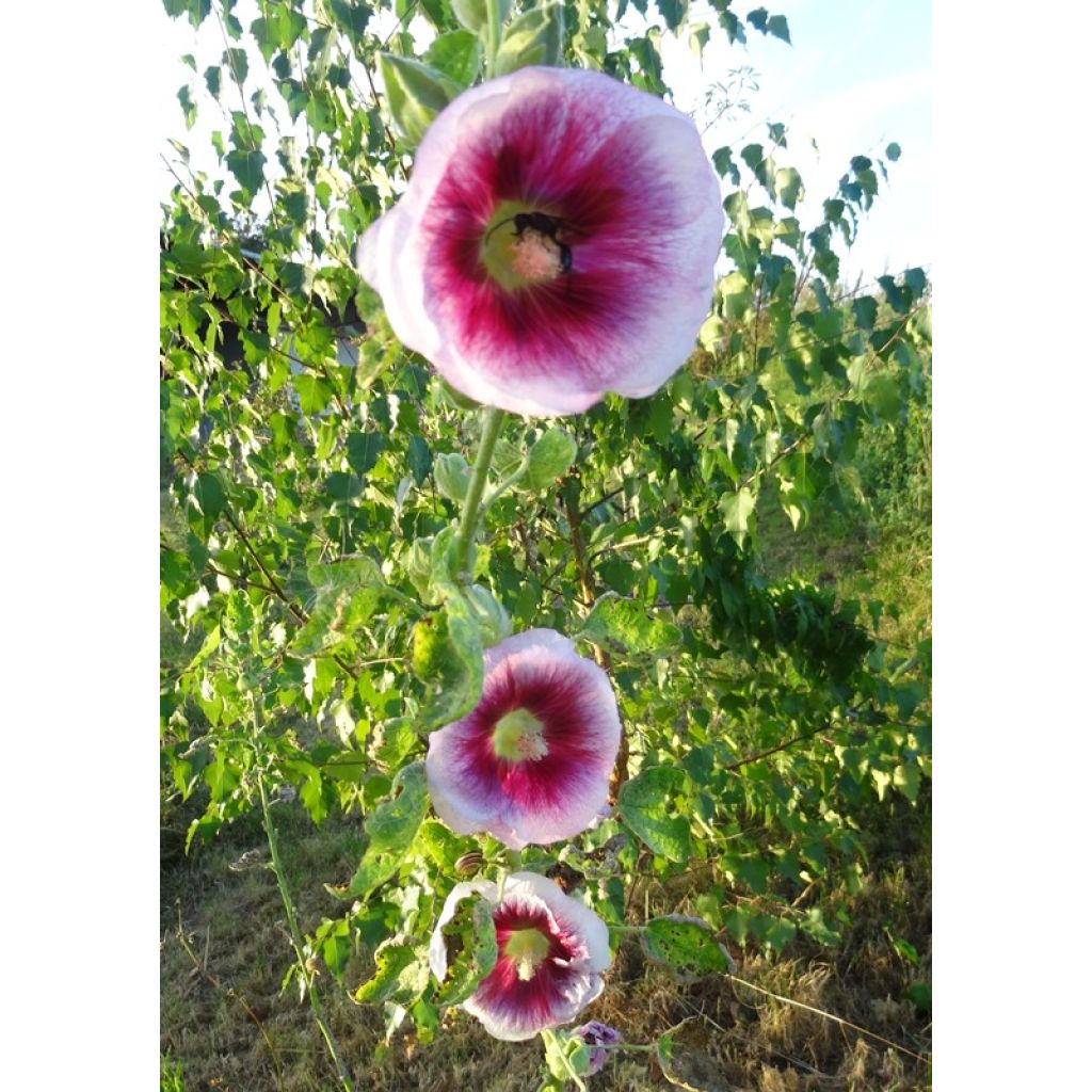 Alcea rosea Crème de cassis - Malvarosa