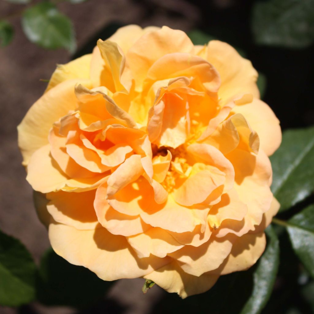 Rosa polyantha Bernstein Rose Taneitber