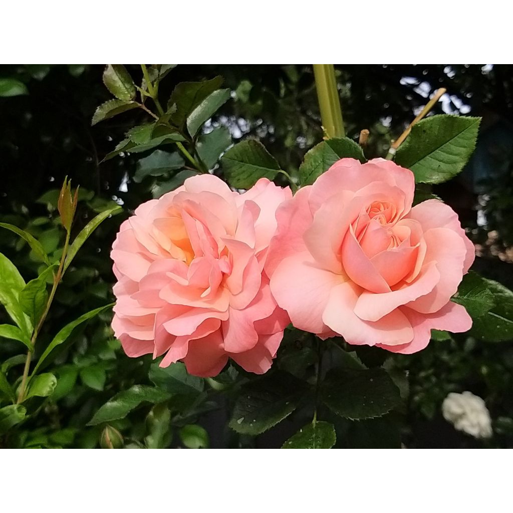 Rosa Floribunda Botticelli