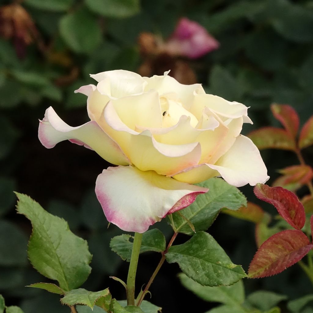 Rosa Floribunda Flame Origami