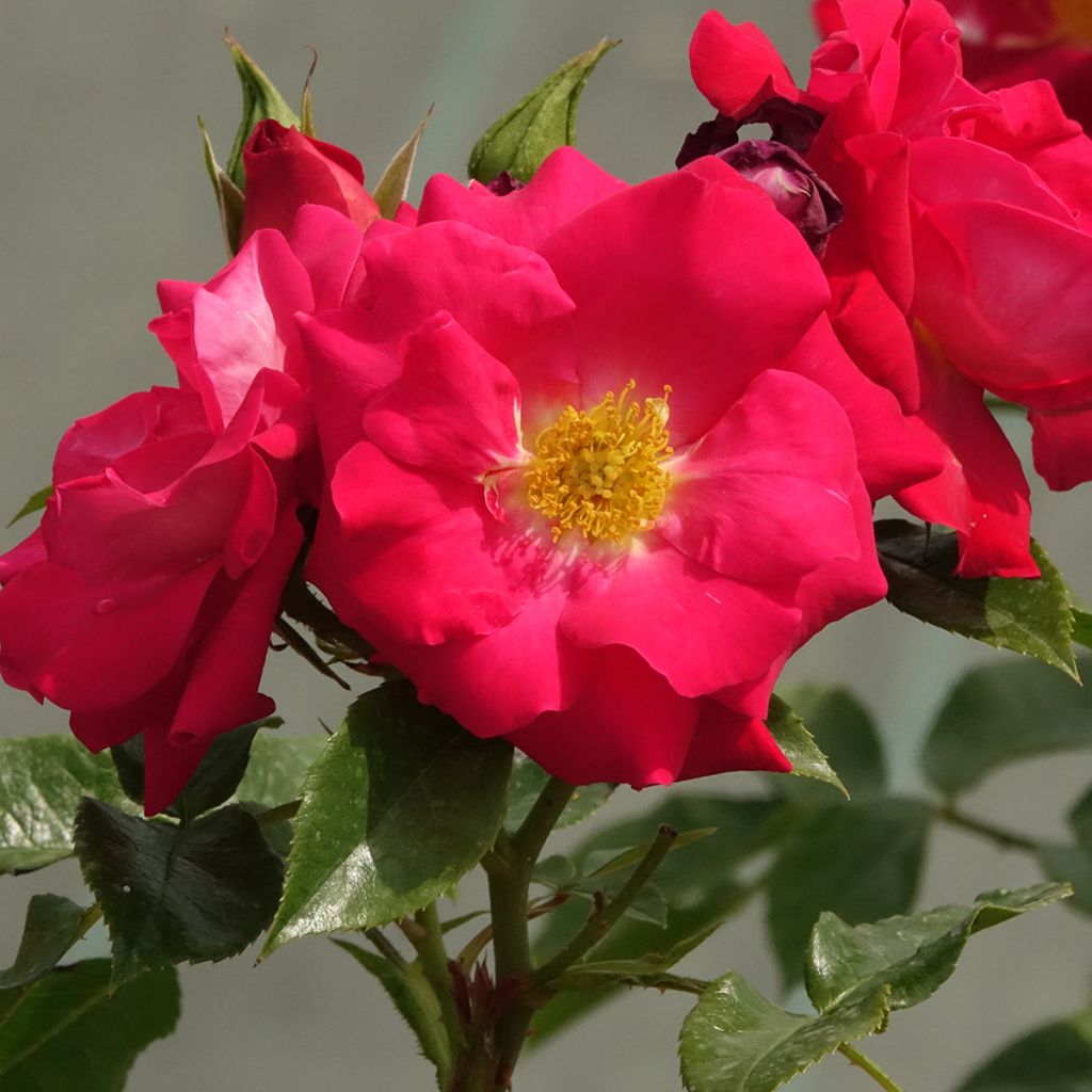 Rosa polyantha Garance