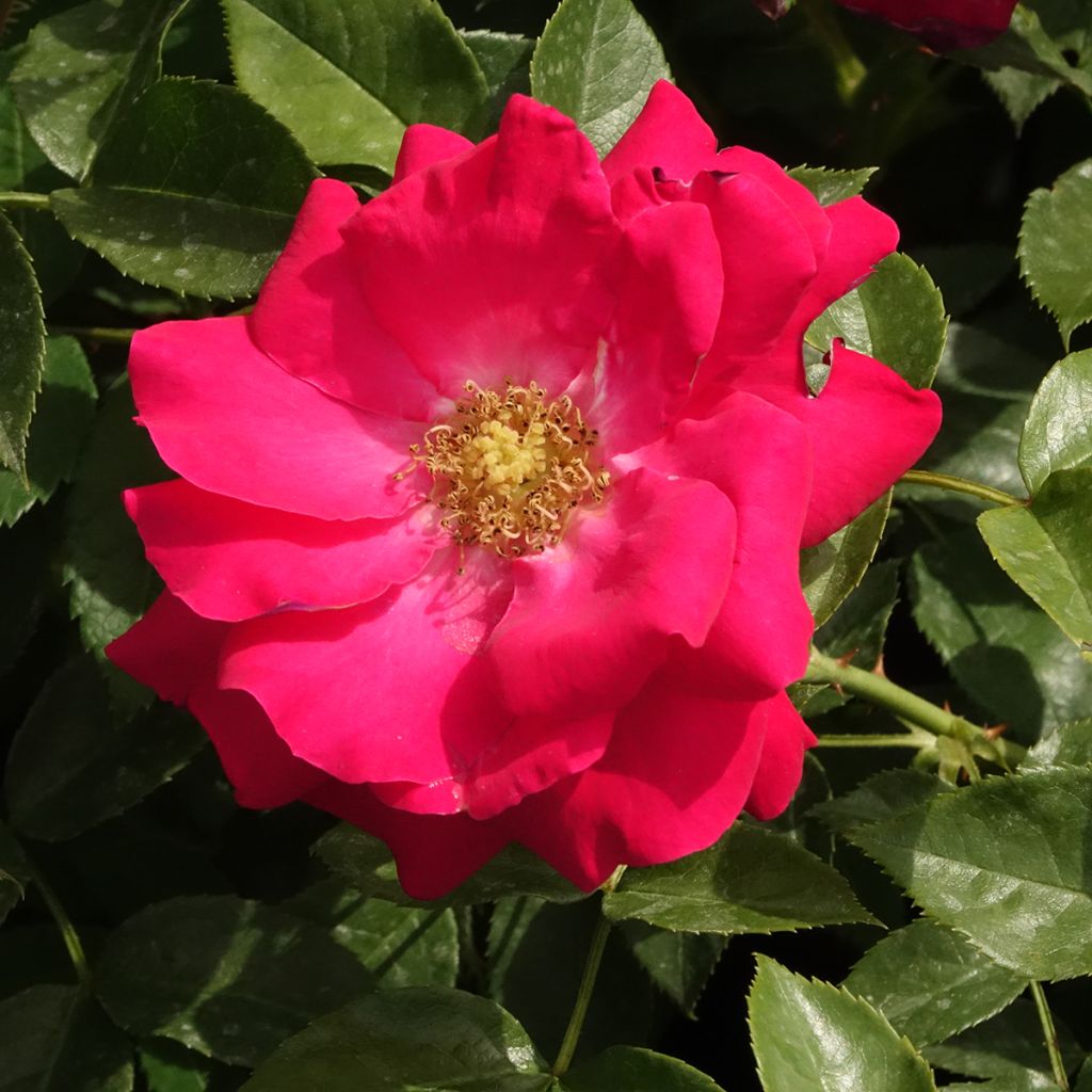 Rosa polyantha Garance