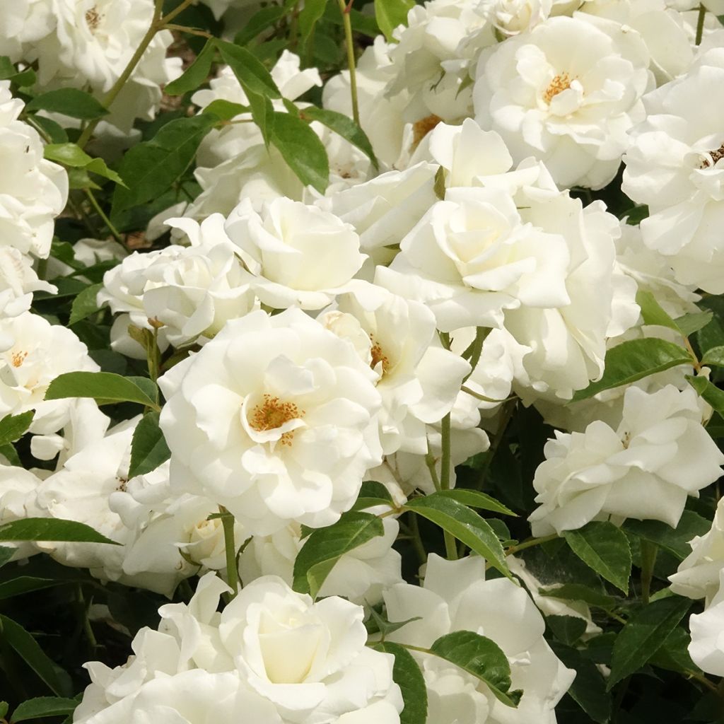 Rosa Floribunda Bianca Iceberg (Schneewittchen)