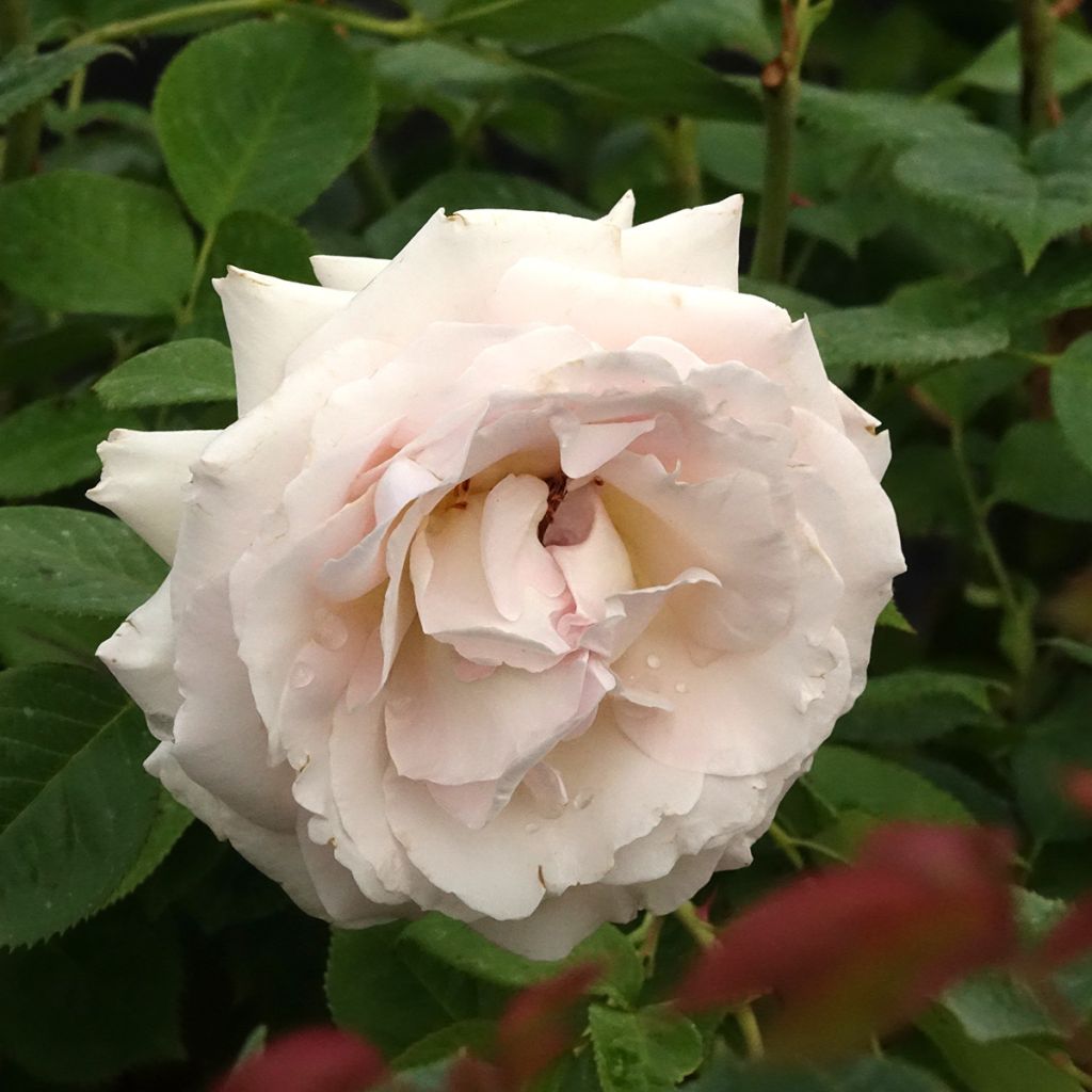 Rosa polyantha La Sauvagine Terre et Passion