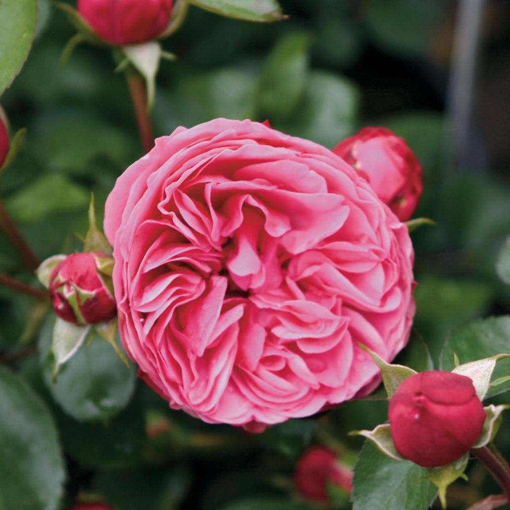 Rosa ad alberello Leonardo da Vinci 'Meideauri'