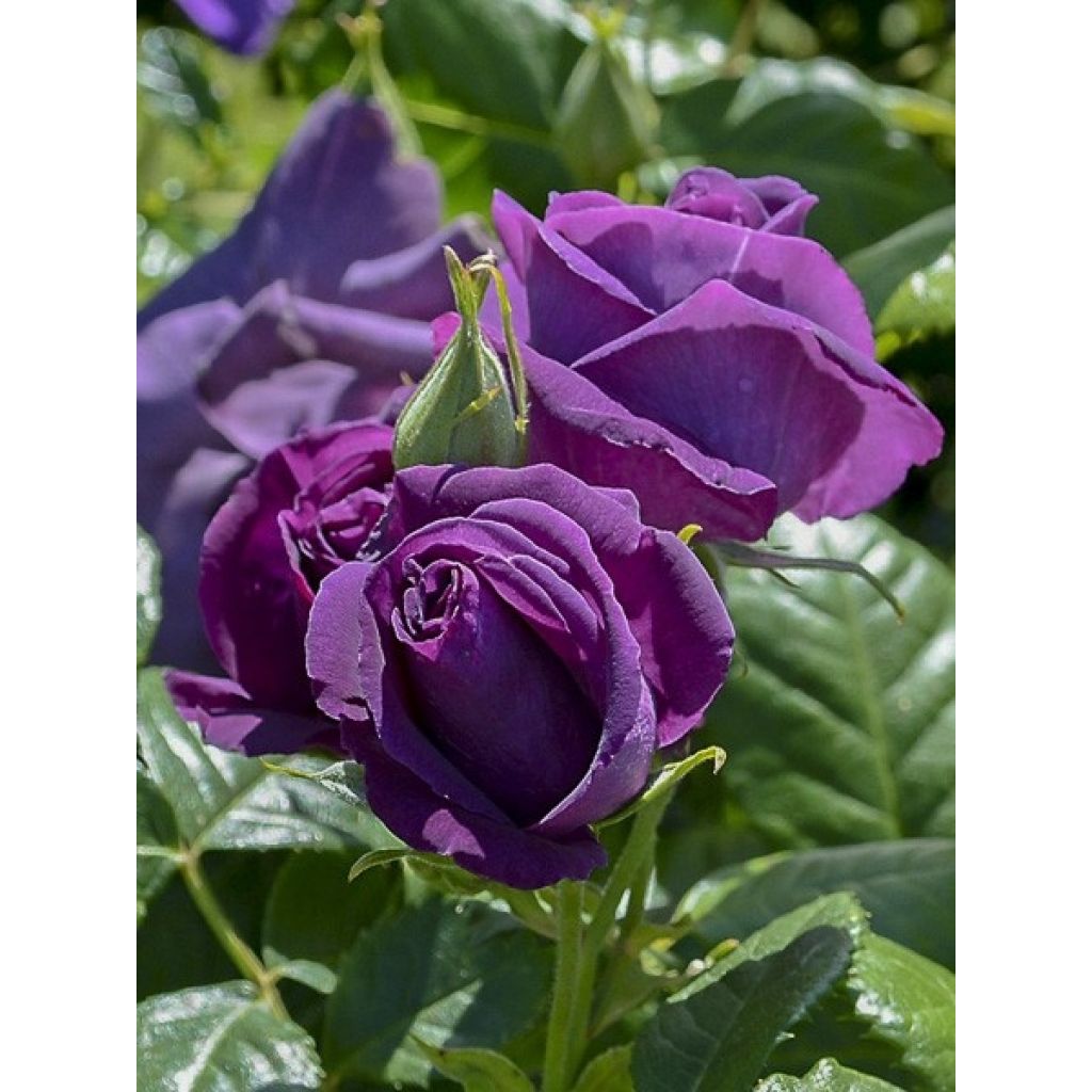 Rosa ad alberello Minerva