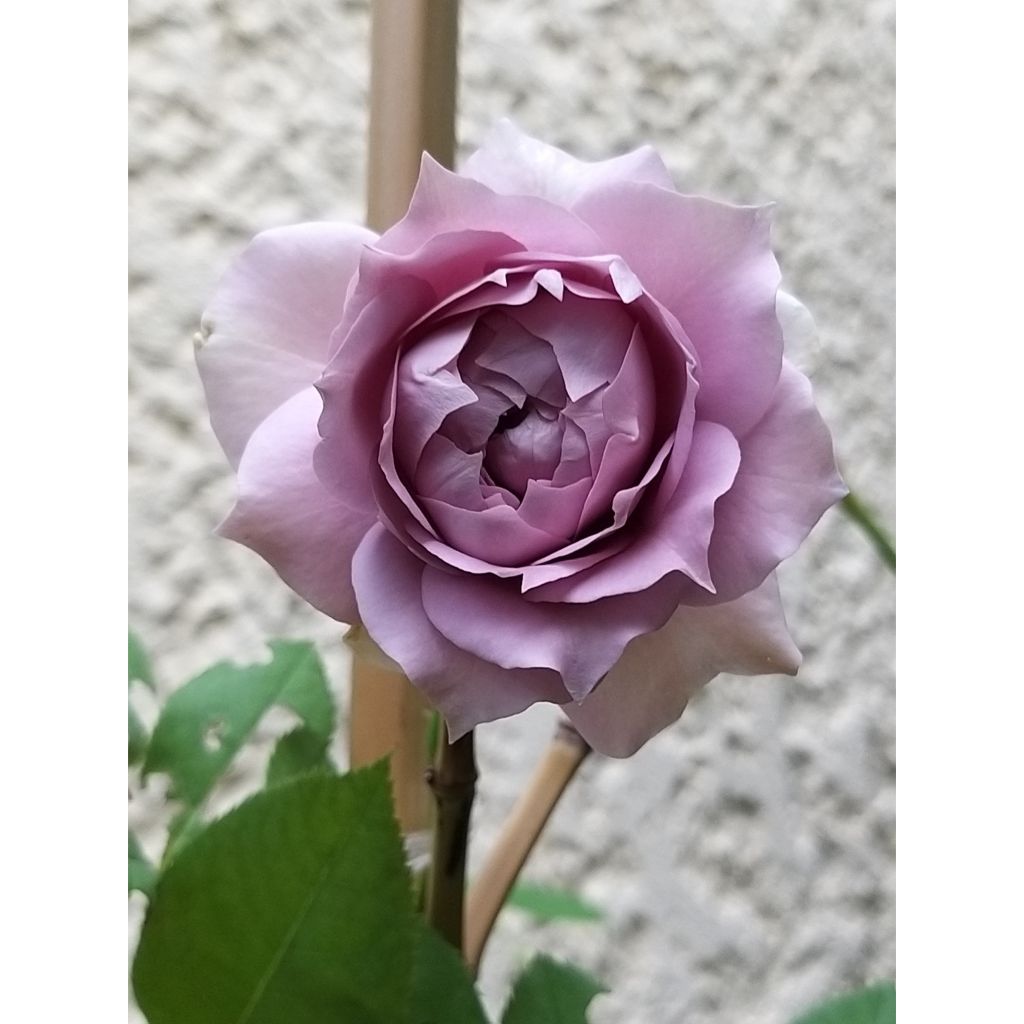 Rosa moderno Novalis
