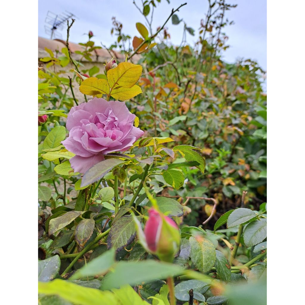 Rosa moderno Novalis