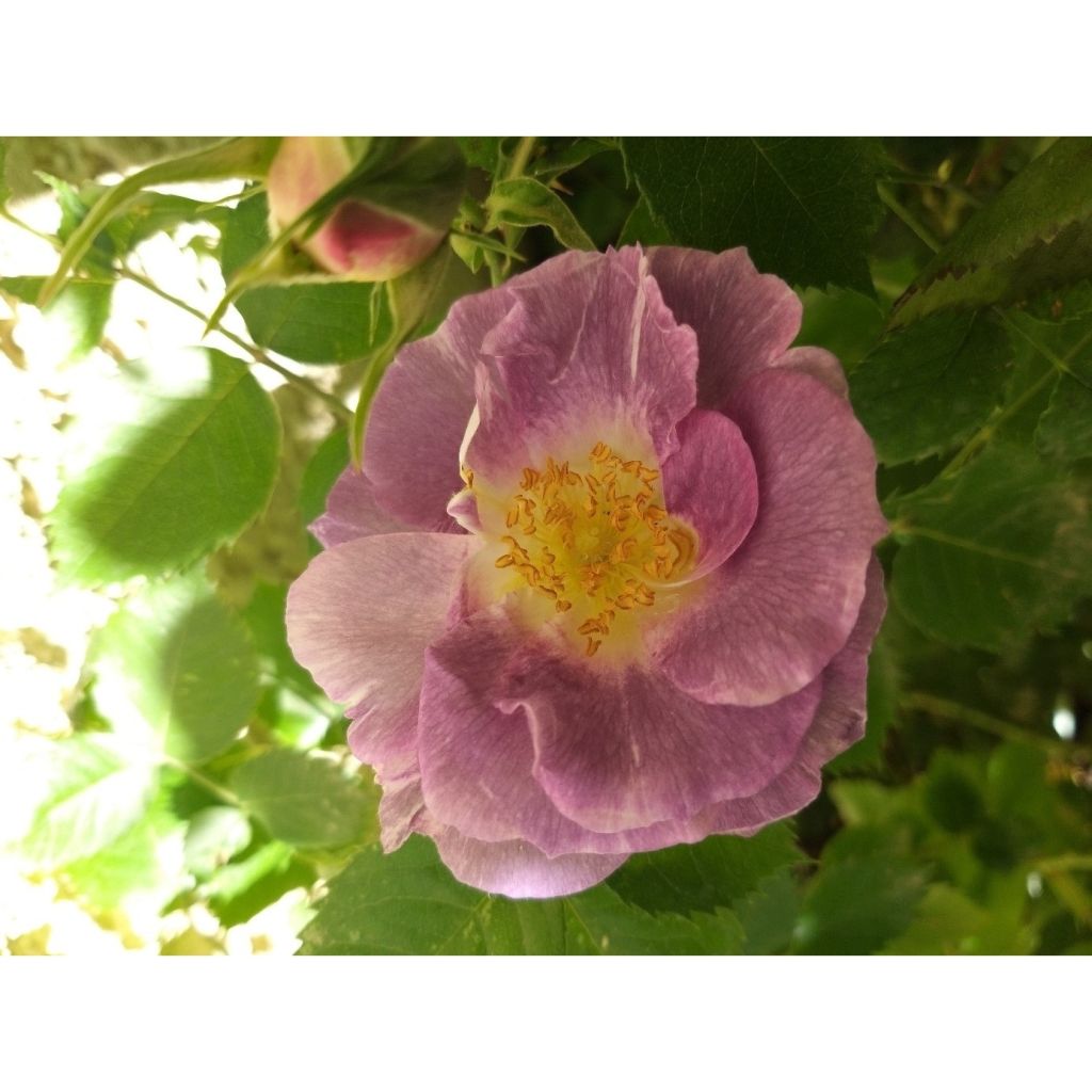 Rosa Floribunda Pacific Dream