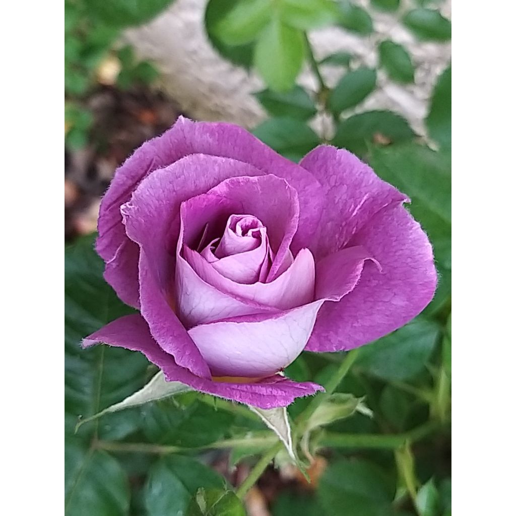 Rosa Floribunda Pacific Dream