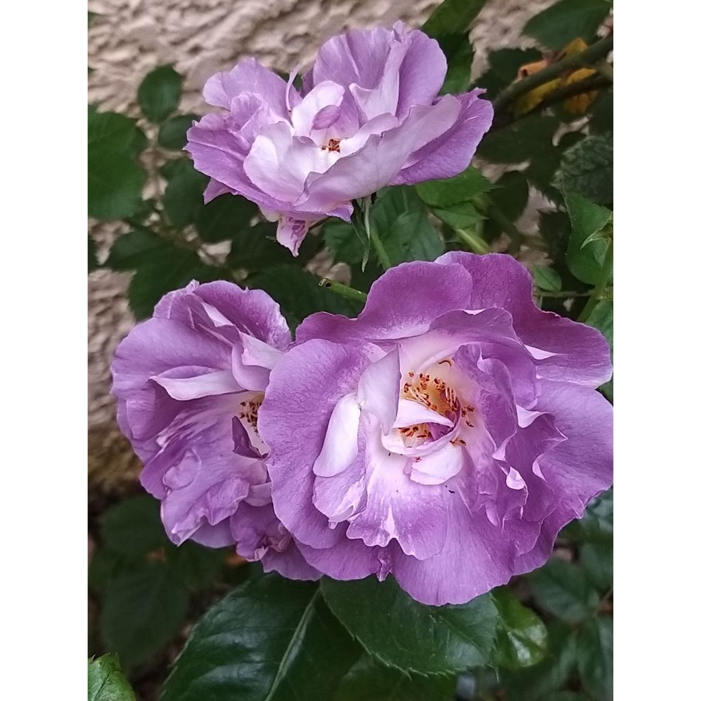 Rosa Floribunda Pacific Dream