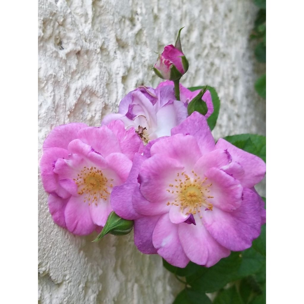 Rosa Floribunda Pacific Dream