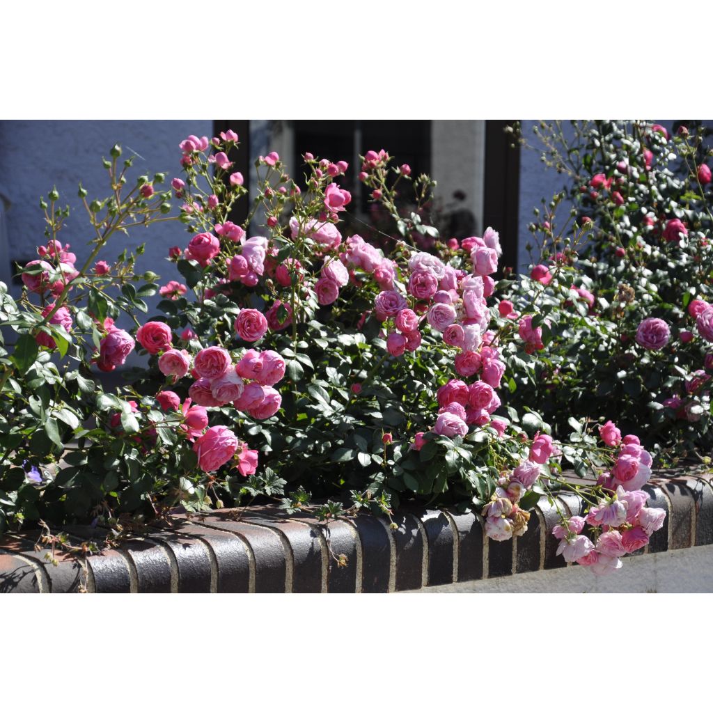 Rosa polyantha Pomponella