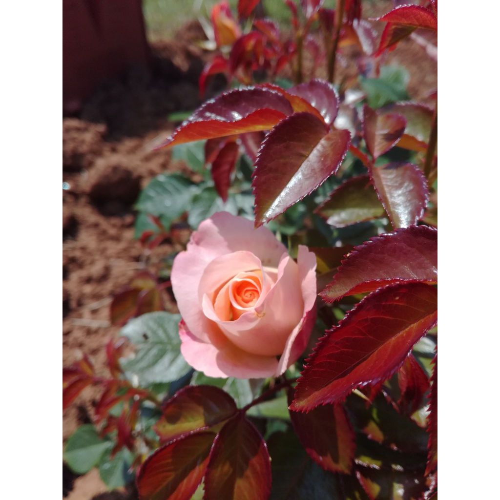 Rosa polyantha Rochemenier Village