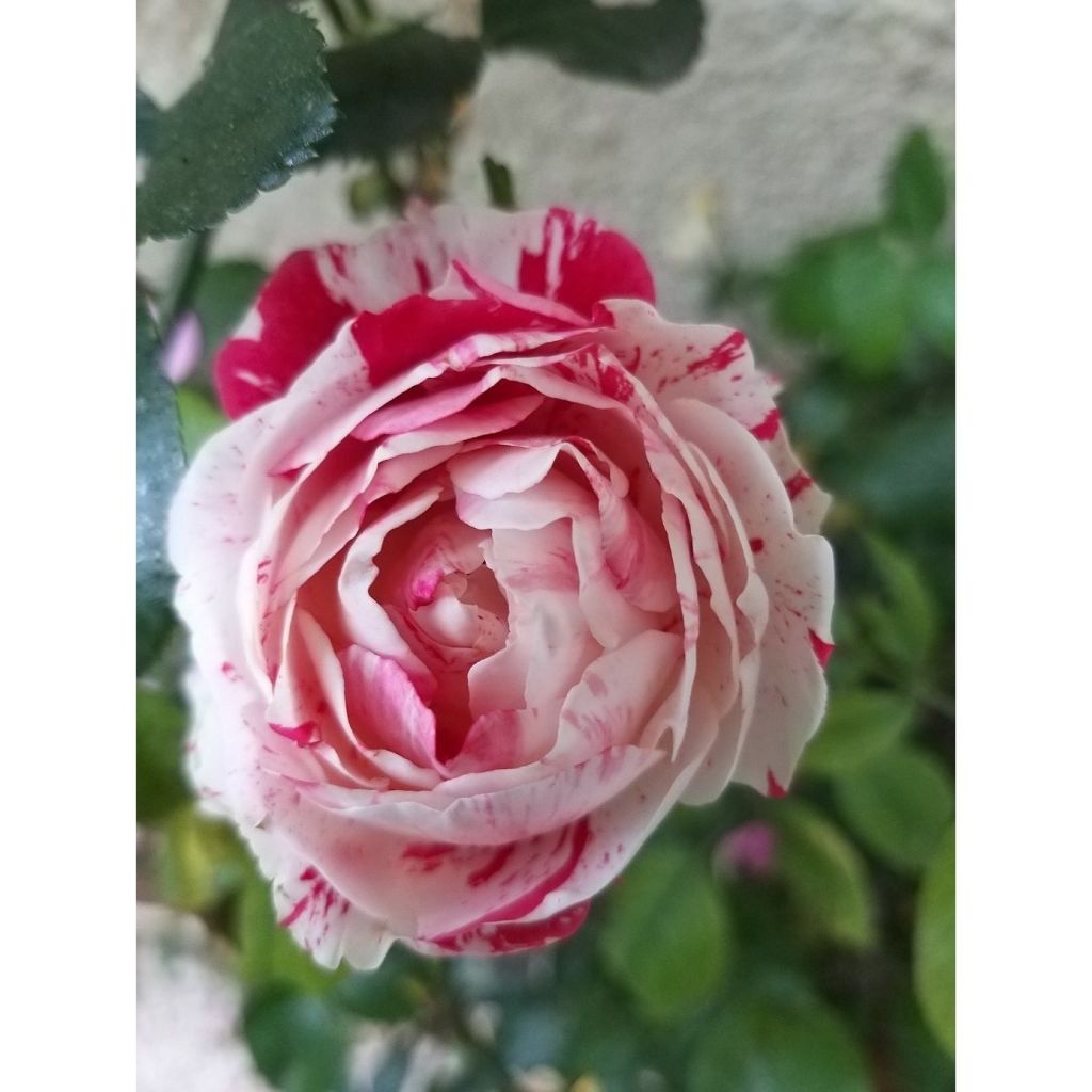 Rosa polyantha Scentimental