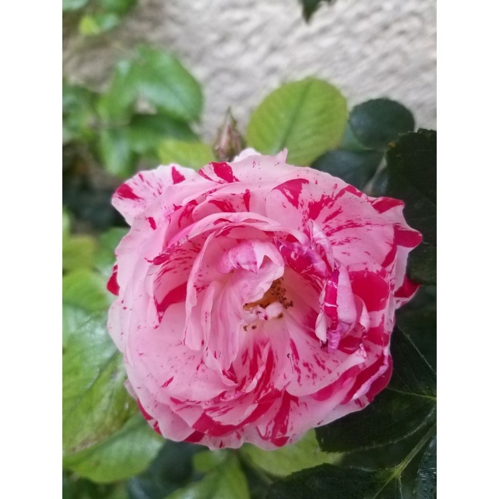 Rosa polyantha Scentimental