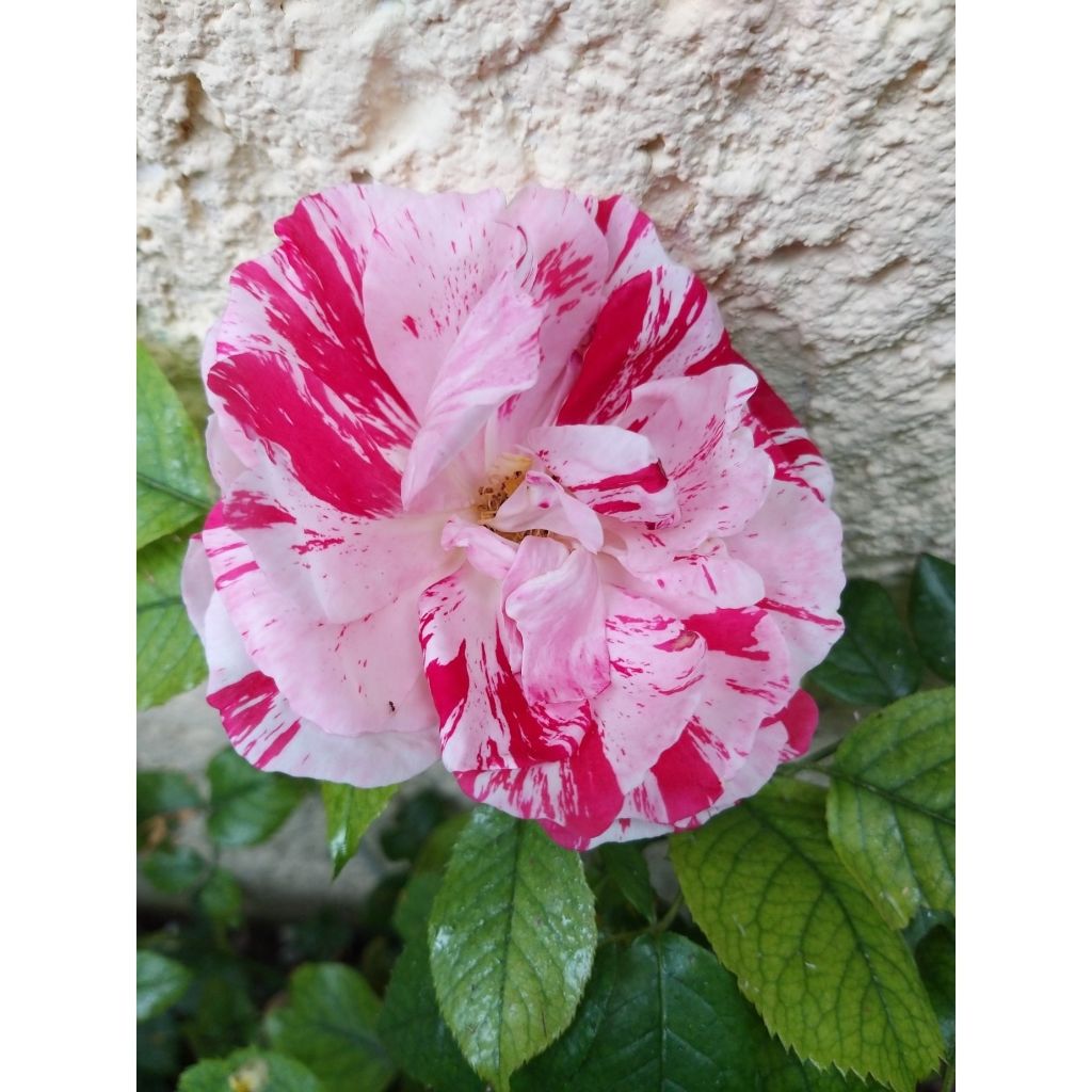 Rosa polyantha Scentimental