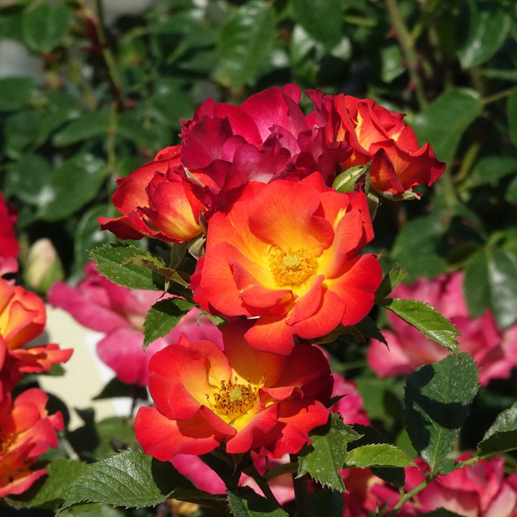 Rosa moderno Summer of Love