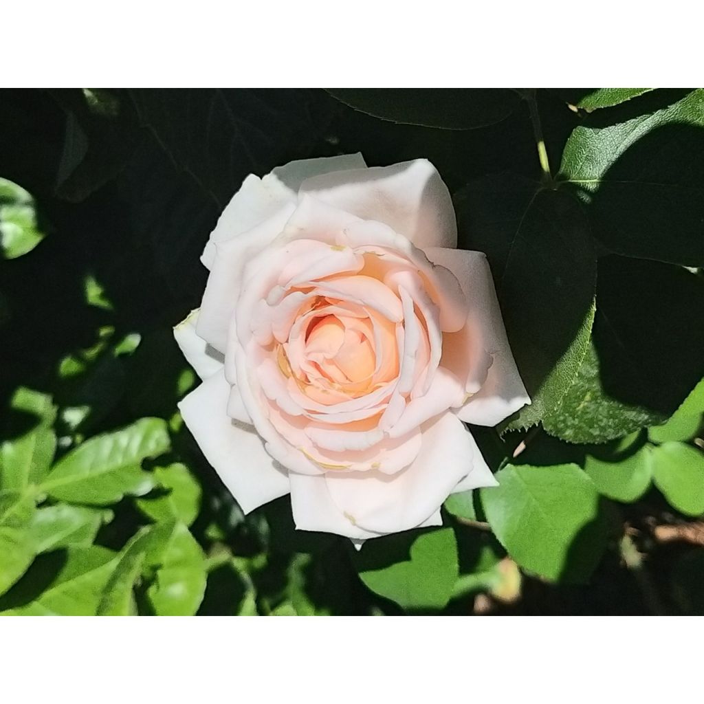 Rosa André Le Nôtre - Rose ibrida di tea