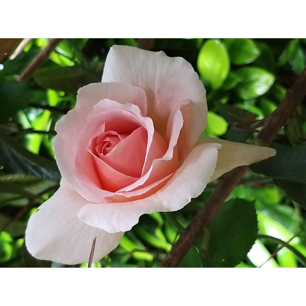 Rosa André Le Nôtre - Rose ibrida di tea