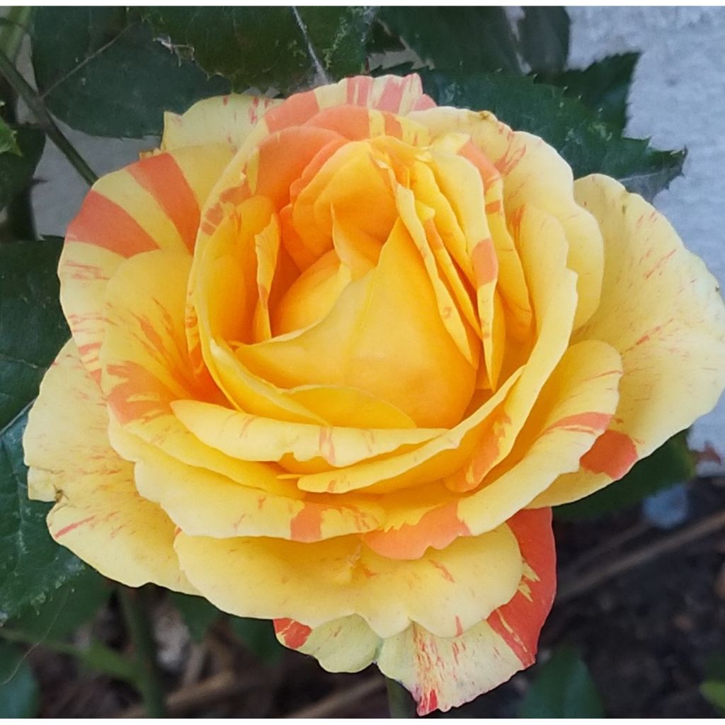 Rosa André Willemse