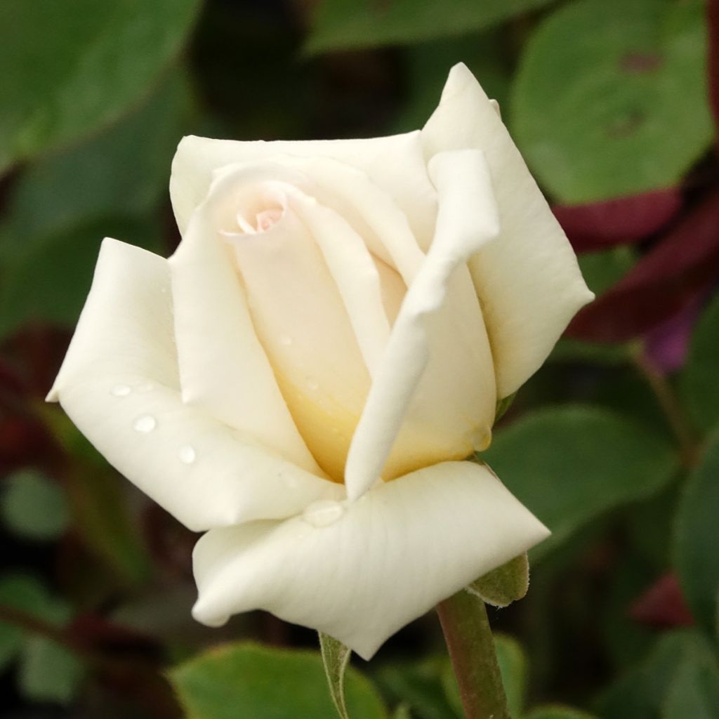 Rosa Anggun Meibokir