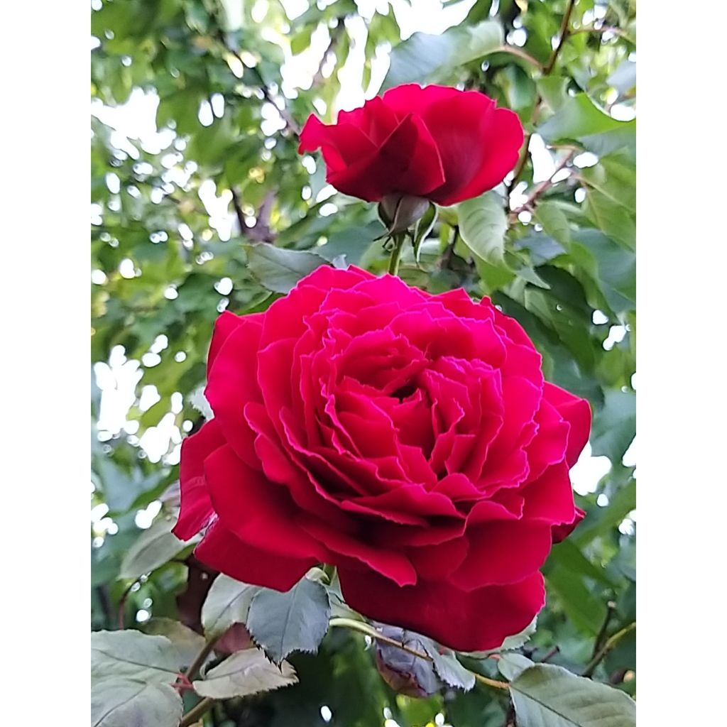 Rosa Botero - Rose ibrida di tea