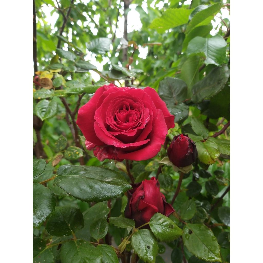 Rosa Botero - Rose ibrida di tea