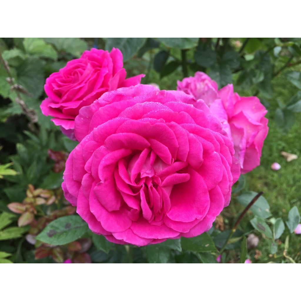 Rosa Claire Marshall
